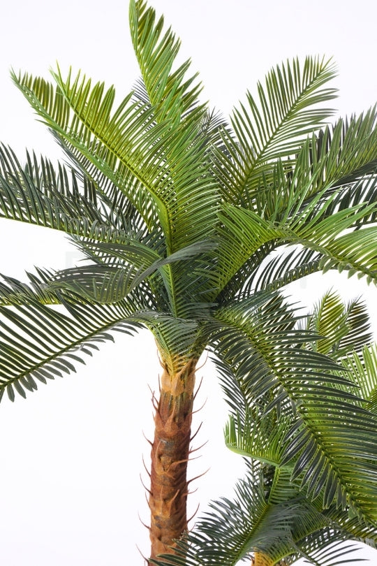 Yapay 2 Gövdeli Sikas(Cycas) Ağacı